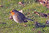 ROBIN ERITHACUS RUBECULA,  WEST SUSSEX: DECEMBER