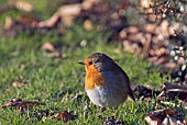 ROBIN (ERITHACUS RUBECULA),  WEST SUSSEX: DECEMBER