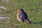 ROBIN (ERITHACUS RUBECULA),  WEST SUSSEX: DECEMBER