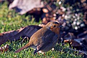 ROBIN (ERITHACUS RUBECULA),  WEST SUSSEX: DECEMBER