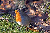 ROBIN ERITHACUS RUBECULA,  WEST SUSSEX: DECEMBER