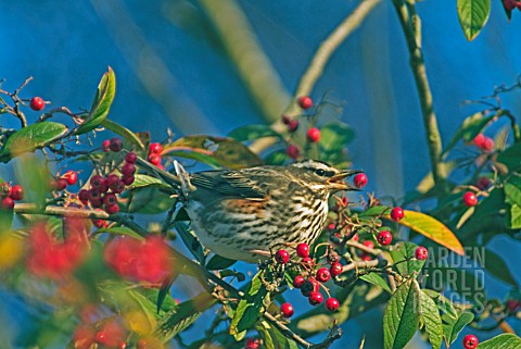 REDWING_TURDUS_ILIACUS_AND_COTONEASTER_BERRIES__DECEMBER