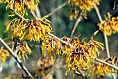 HAMAMELIS X INTERMEDIA ORANGE PEEL