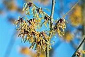 HAMAMELIS X INTERMEDIA ORANGE PEEL