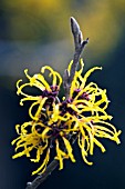 HAMAMELIS X INTERMEDIA HARLOW CARR