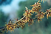 HAMAMELIS GIRARDS ORANGE