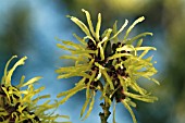 HAMAMELIS X INTERMEDIA SUNBURST,  RHS WISLEY: FEBRUARY