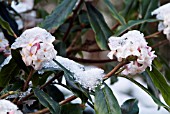 DAPHNE BHOLUA ALBA,  RHS WISLEY: FEBRUARY