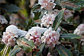 DAPHNE BHOLUA ALBA,  RHS WISLEY: FEBRUARY