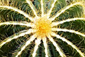 NOTOCACTUS MAGNIFICUS,  RHS WISLEY: FEBRUARY