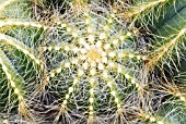 NOTOCACTUS MAGNIFICUS,  RHS WISLEY: FEBRUARY