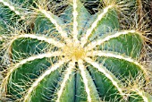 NOTOCACTUS MAGNIFICUS,  RHS WISLEY: FEBRUARY