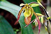 PHRAGMIPEDIUM SORCERERS APPRENTICE G.,  RHS WISLEY: FEBRUARY