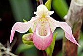 PHRAGMIPEDIUM SEDENII,  RHS WISLEY: FEBRUARY