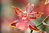 ODONTOGLOSSUM HYBRID,  RHS WISLEY: FEBRUARY