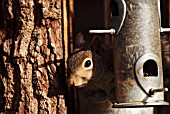 GREY SQUIRREL (SCIURUS CAROLINENSIS) AT BIRD FEEDING STATION,  SUSSEX: MARCH