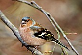 COCK CHAFFINCH (FRINGILLA COELEBS) WITH SEED IN BEAK,  SUSSEX: MARCH