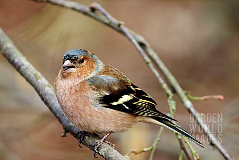 COCK_CHAFFINCH_FRINGILLA_COELEBS_WITH_SEED_IN_BEAK__SUSSEX_MARCH