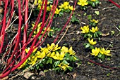 ERANTHIS HYEMALIS (WINTER ACONITES) WITH CORNUS ALBA VAR. SIBIRICA,  SUSSEX: MARCH