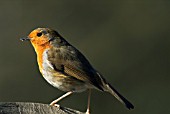 ROBIN (ERITHACUS RUBECULA),  SUSSEX: MARCH
