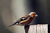 COCK CHAFFINCH (FRINGILLA COELEBS),  SUSSEX: MARCH