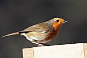 ROBIN (ERITHACUS RUBECULA),  SUSSEX: MARCH