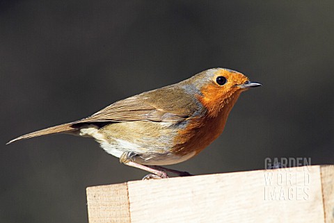 ROBIN_ERITHACUS_RUBECULA__SUSSEX_MARCH