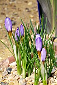 CROCUS PESTALOZZAE