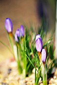 CROCUS PESTALOZZAE