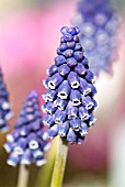 MUSCARI NEGLECTUM,  SYN. MUSCARI RACEMOSUM