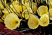 NARCISSUS ROMIEUXII,  RHS WISLEY: MARCH