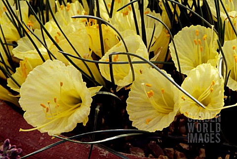 NARCISSUS_ROMIEUXII__RHS_WISLEY_MARCH