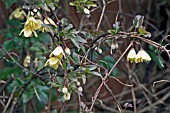 CLEMATIS CIRRHOSA VAR. BALEARICA,  RHS WISLEY: MARCH