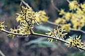 HAMAMELIS X INTERMEDIA WIERO,  RHS WISLEY: MARCH