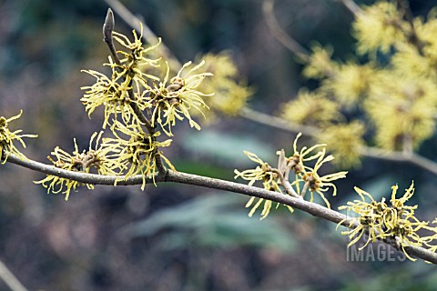 HAMAMELIS_X_INTERMEDIA_WIERO__RHS_WISLEY_MARCH