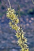 HAMAMELIS X INTERMEDIA ANGELLY,  RHS WISLEY: MARCH