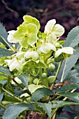 HELLEBORUS ARGUTIFOLIUS,  RHS WISLEY: MARCH