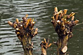 EARLY SPRING PRUNING OF SALIX YELVERTON TO ENSURE NEXT WINTERS DISPLAY OF COLOURFUL SHOOTS,  RHS WISLEY: MARCH