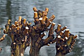 EARLY SPRING PRUNING OF SALIX YELVERTON TO ENSURE NEXT WINTERS DISPLAY OF COLOURFUL SHOOTS,  RHS WISLEY: MARCH