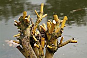 SALIX ALBA GOLDEN NESS,  RHS WISLEY: MARCH