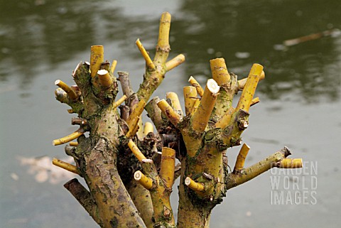 SALIX_ALBA_GOLDEN_NESS__RHS_WISLEY_MARCH