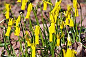 NARCISSUS CYCLAMINEUS,  RHS WISLEY: MARCH