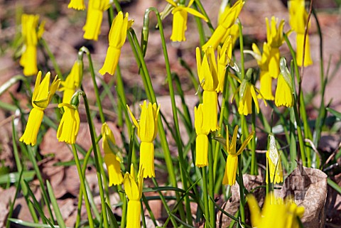 NARCISSUS_CYCLAMINEUS__RHS_WISLEY_MARCH