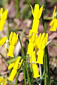 NARCISSUS CYCLAMINEUS,  RHS WISLEY: MARCH