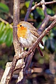 ROBIN (ERITHACUS RUBECULA),  SURREY: MARCH