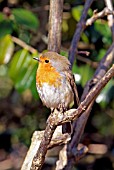 ROBIN (ERITHACUS RUBECULA),  SURREY: MARCH