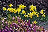 NARCISSUS LITTLE WITCH WITH HEATHERS,  SURREY: MARCH. HEBE RED EDGE IN BACKGROUND