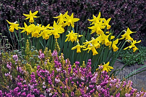 NARCISSUS_LITTLE_WITCH_WITH_HEATHERS__SURREY_MARCH_HEBE_RED_EDGE_IN_BACKGROUND