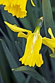 FLOWER OF NARCISSUS LITTLE WITCH DAMAGED BY SNAIL,  SURREY: APRIL