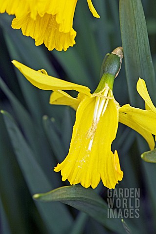 FLOWER_OF_NARCISSUS_LITTLE_WITCH_DAMAGED_BY_SNAIL__SURREY_APRIL